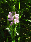 obedient plant